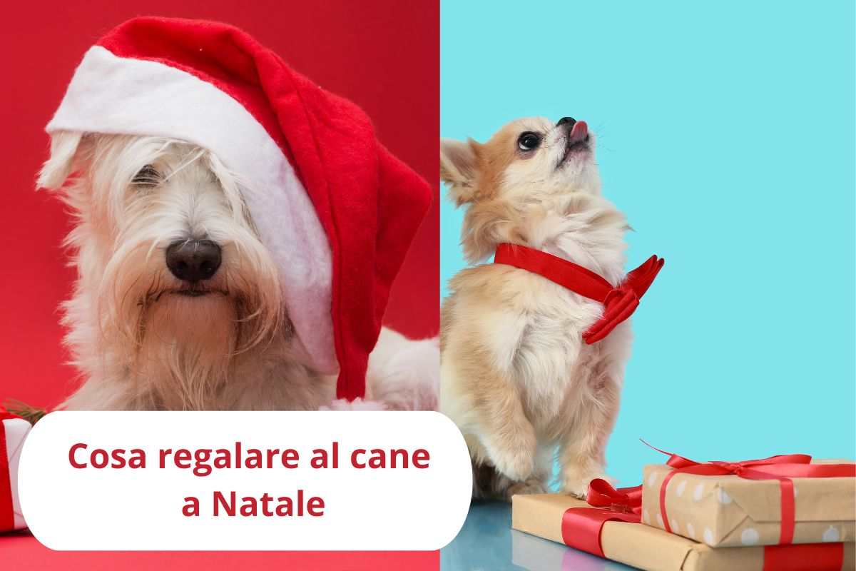 Cane a Natale e coi suoi regali