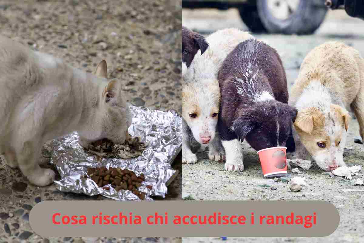 Gatto randagio e cani randagi