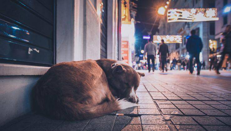 Cane per strada