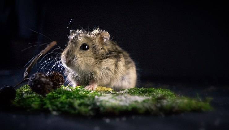 criceto attivo di notte