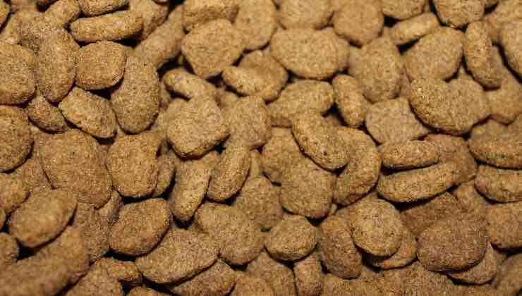 Accumulo di crocchette per un cane 