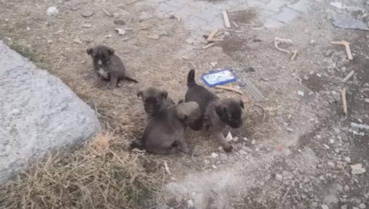 Cuccioli abbandonati