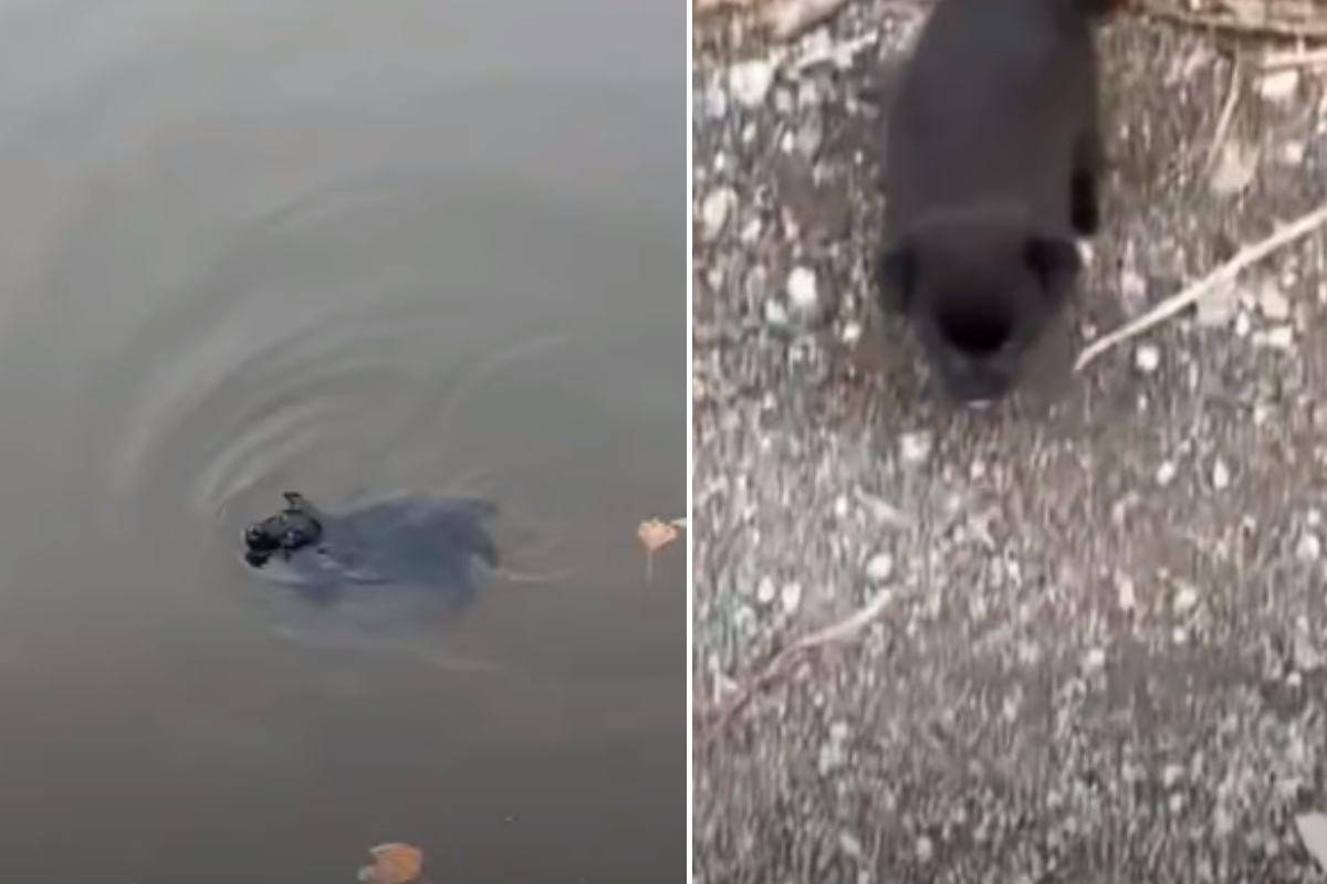 Cuccioli abbandonati