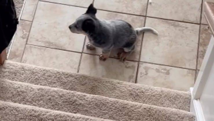 Cucciolo di cane guarda a destra delle scale 