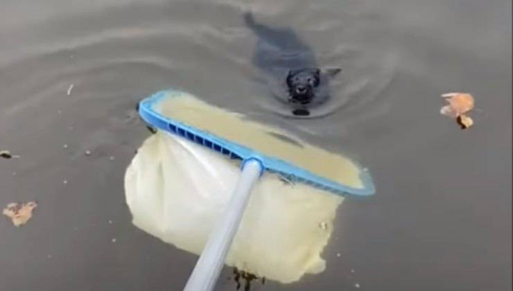 Cucciolo nuota verso il retino