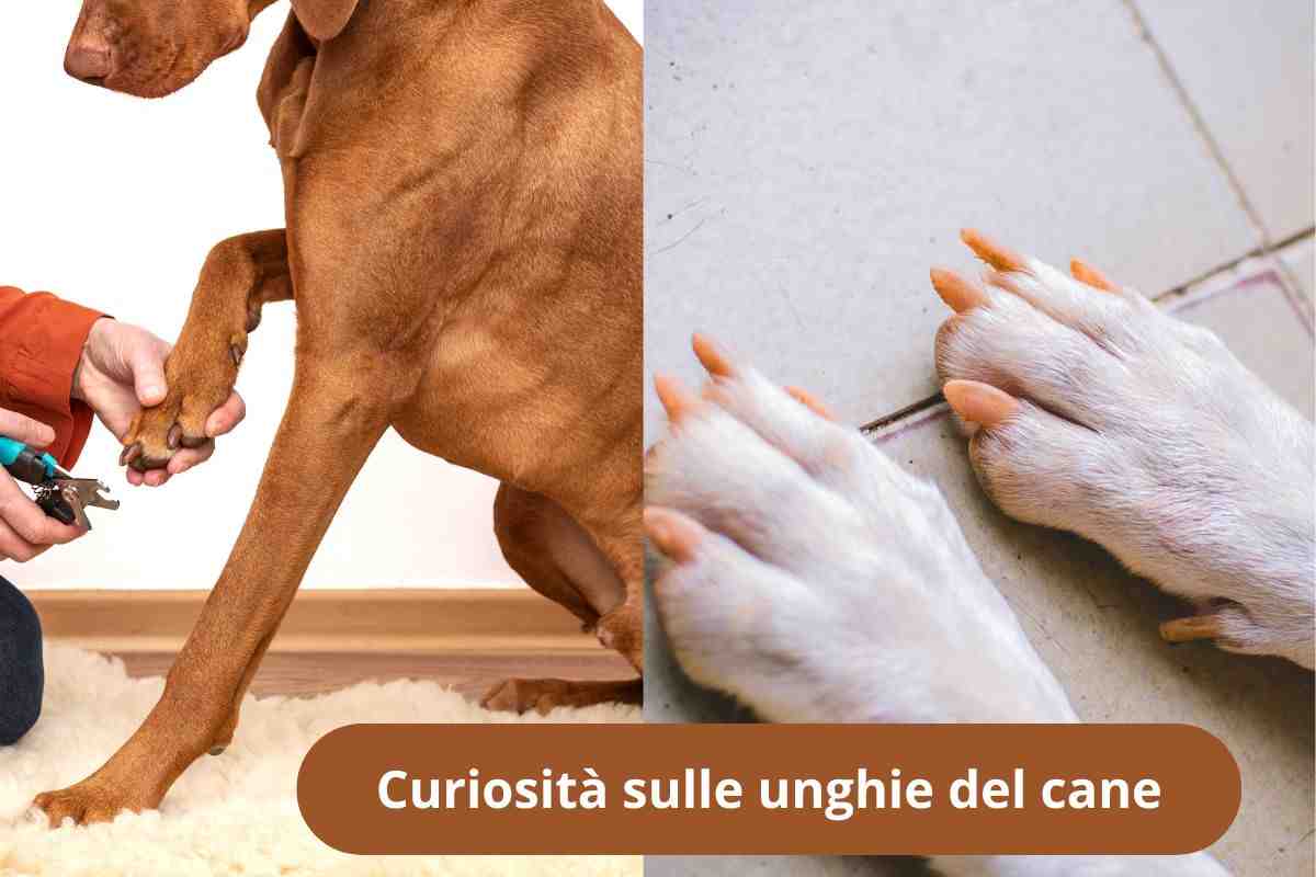 Cura delle unghie del cane e zampe 