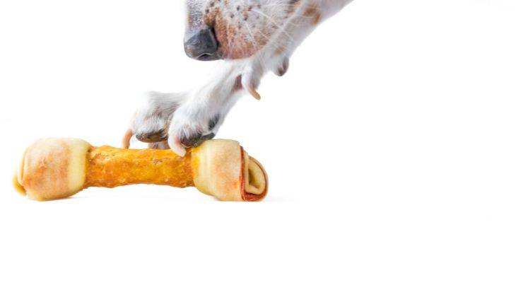 Cane afferra osso