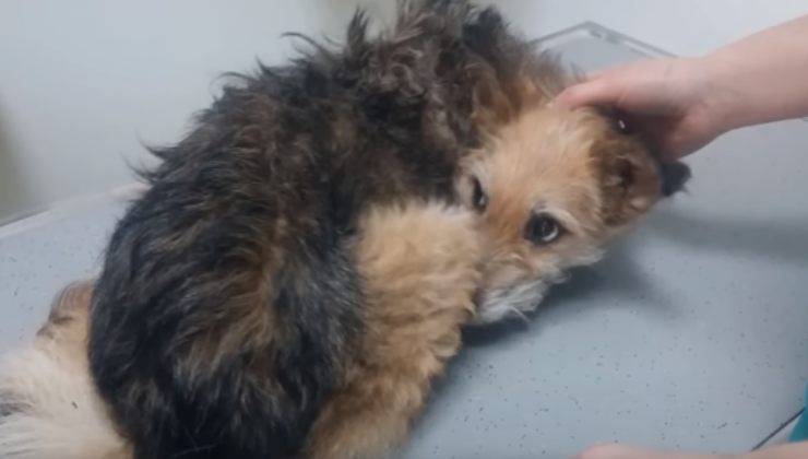 cane dal veterinario