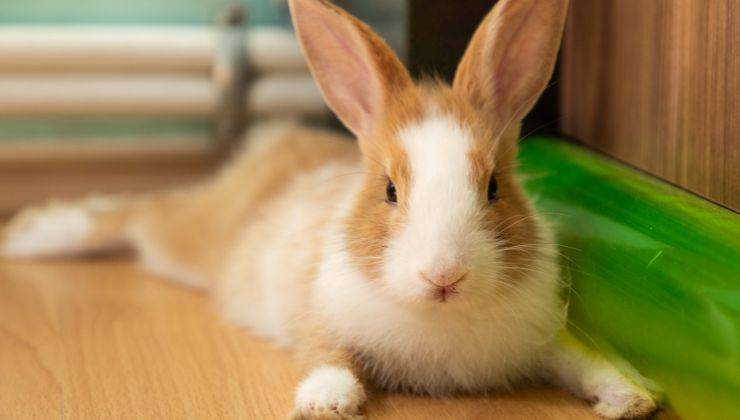 Coniglio in casa aspetta che gli danno le arance