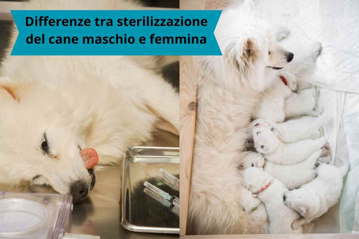 Cane operato e cagna con cuccioli