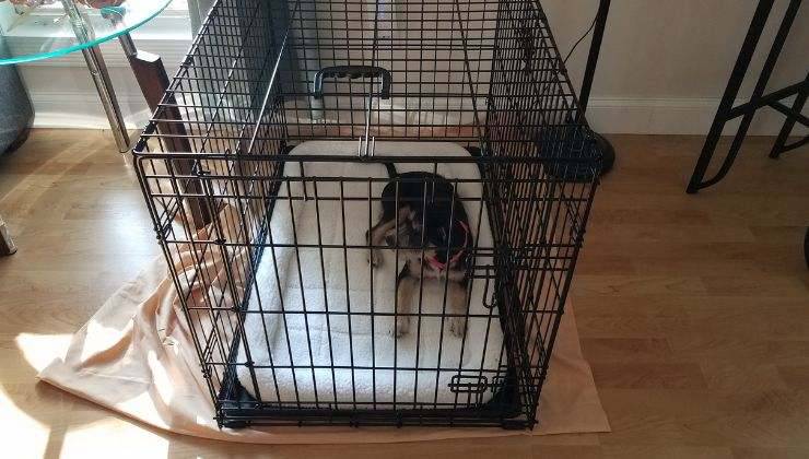 Cane chiuso nel trasportino posizionato in soggiorno