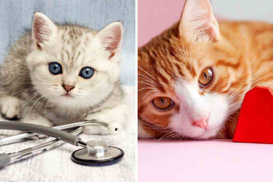 gatto con problemi di salute