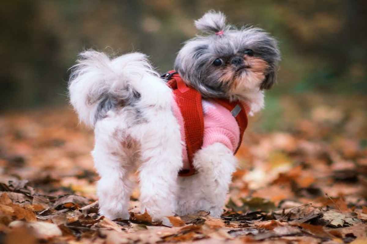 Flatulenza nel cane, non sottovalutare