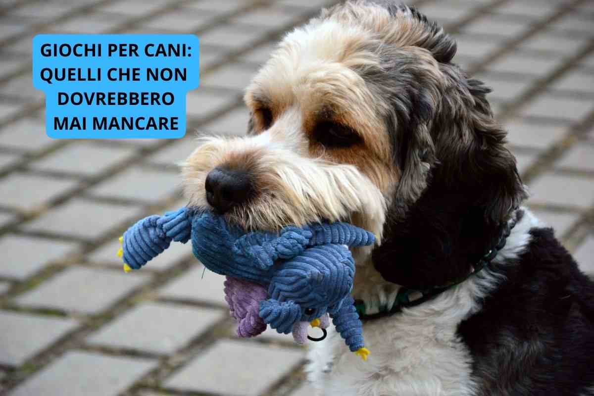 cane che prova alcuni giochi per cani