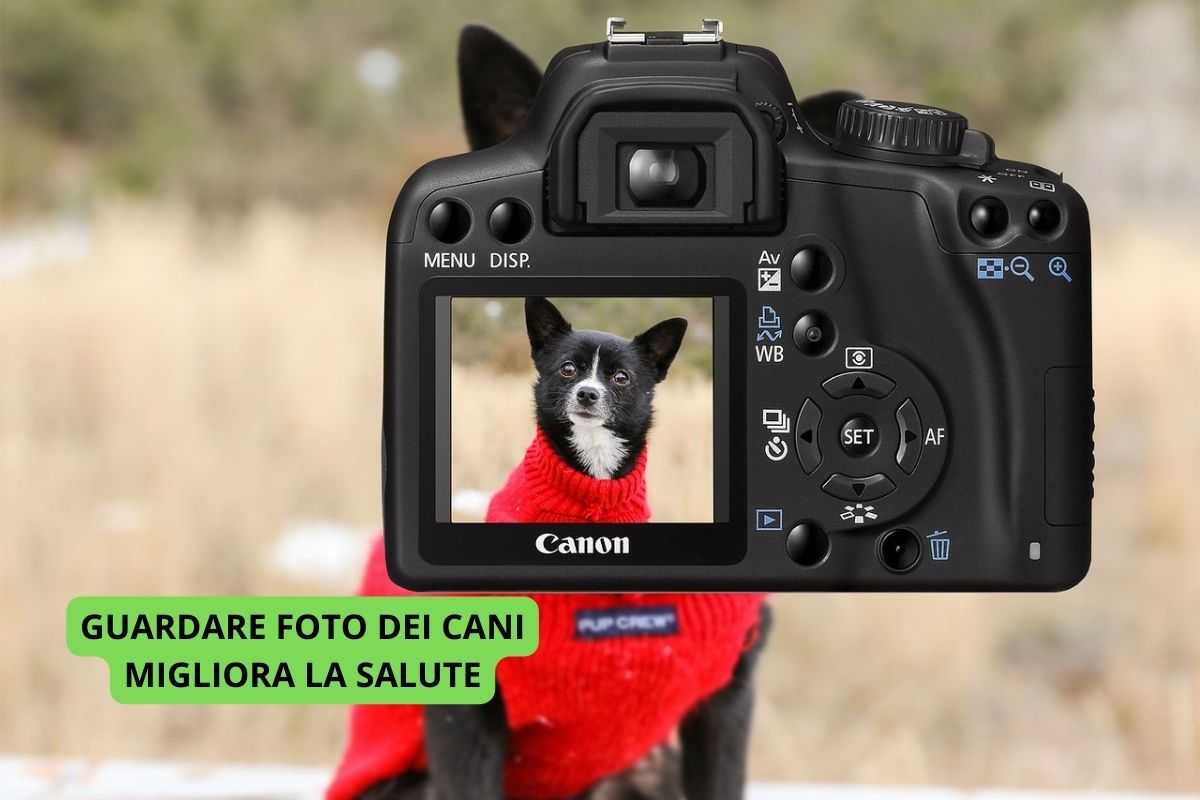 Foto al cane