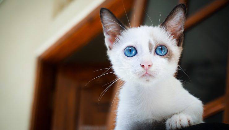 Un piccolo gatto bianco con gli occhi celesti fuori dalla finestra di casa 