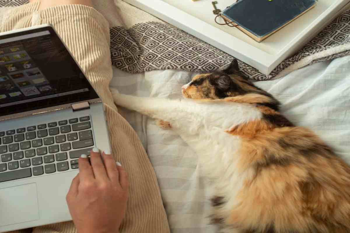 Iperattaccamento nel gatto