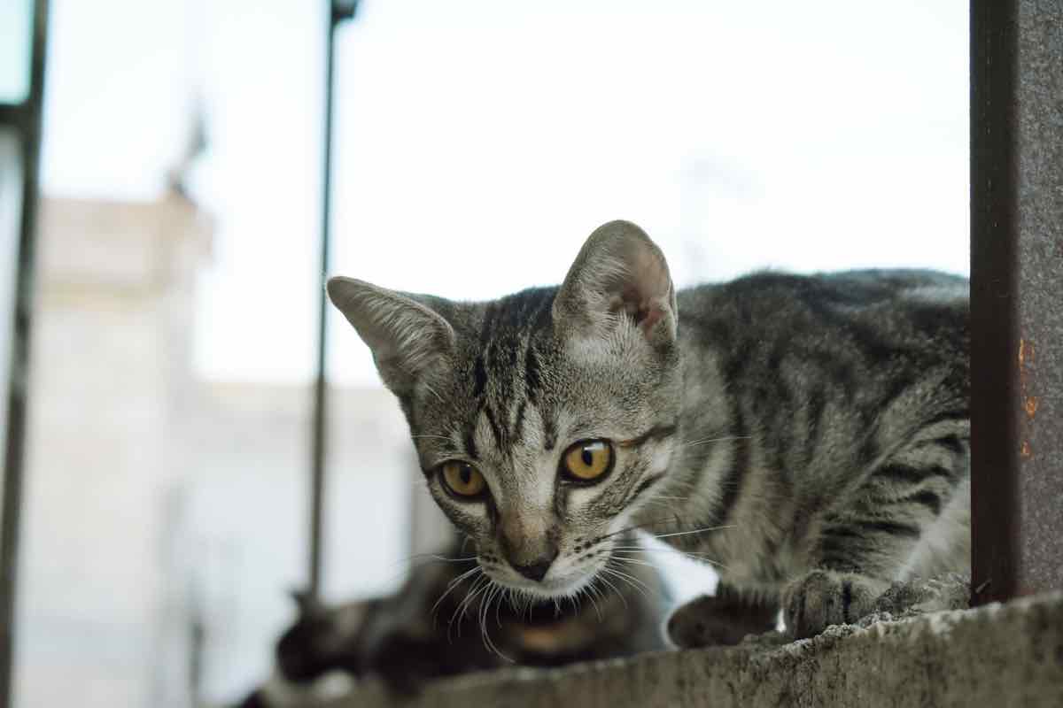 Un gatto striato con gli occhi gialli osserva gli spostamenti