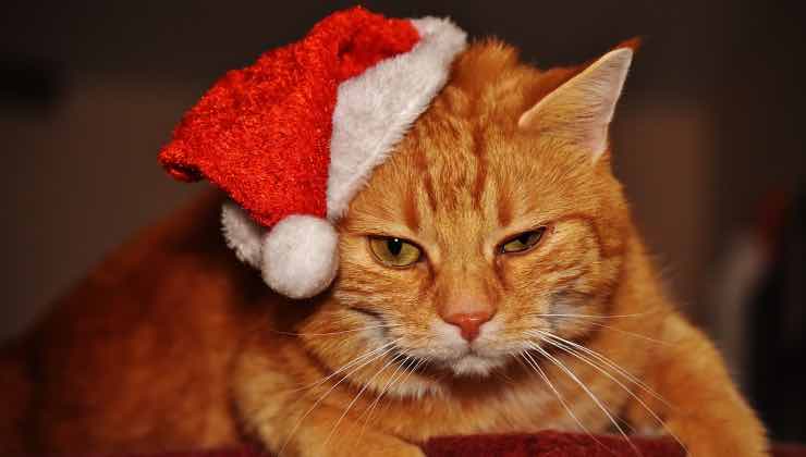 Gatto arancione con cappello di Natale 
