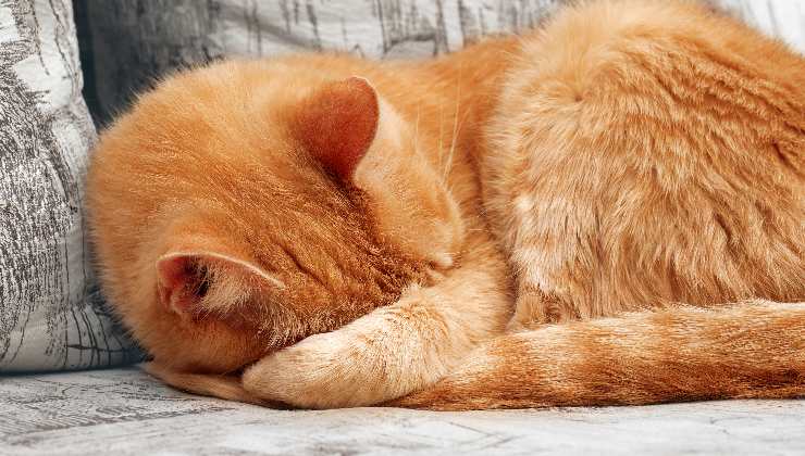 gatto che dorme con naso coperto