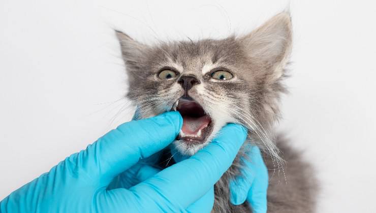 trattamento per la ferita alla lingua del gatto