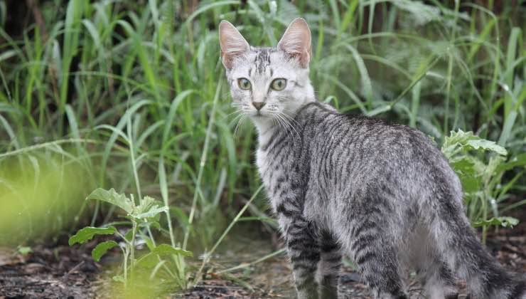 Gatto grigio di spalle durante i suoi spostamenti nella natura 