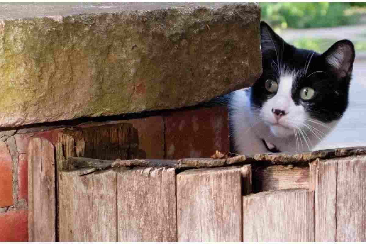 Tutti pensano che il gatto sia diffidente
