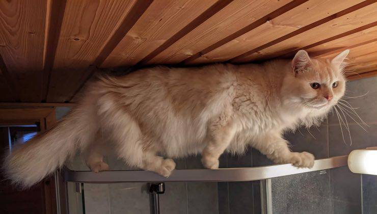 Uno dei gatti arancioni di casa sale sul box doccia prima dello shampoo 