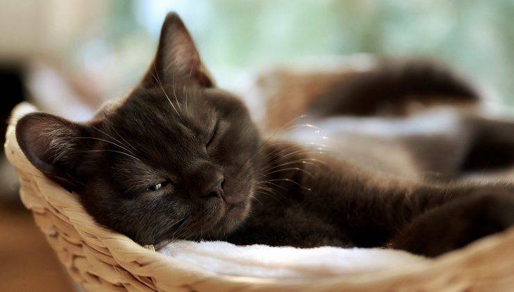 gatto dorme nella sua cuccia 