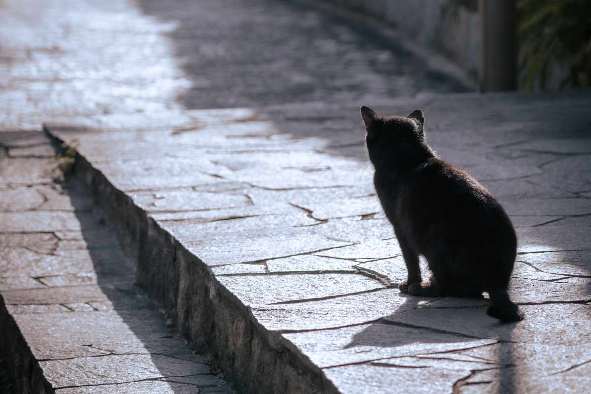 Gatto e solitudine