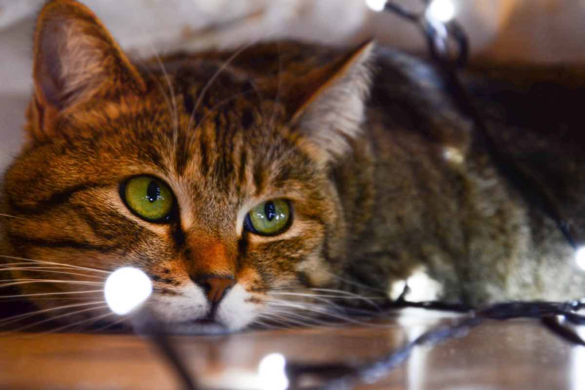 Gatto con gli occhi verdi sdraiato accanto alle luci