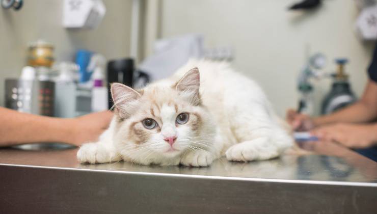 Gatto non sta bene perché ha mangiato la noce moscata