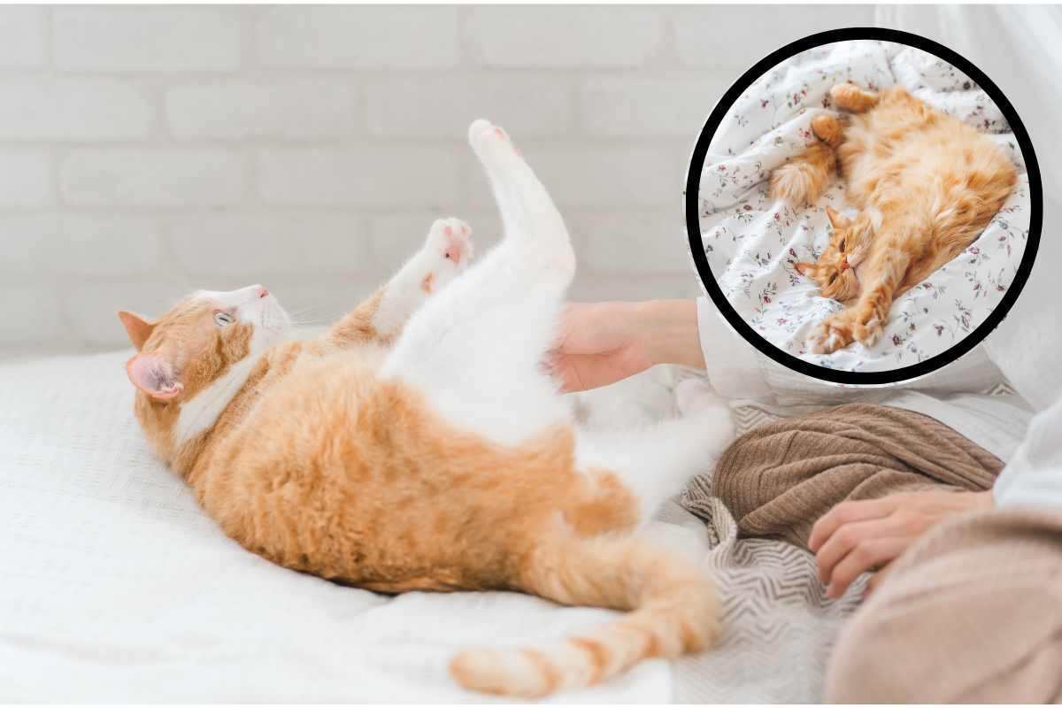 Perché il gatto morde quando gli toccano la pancia