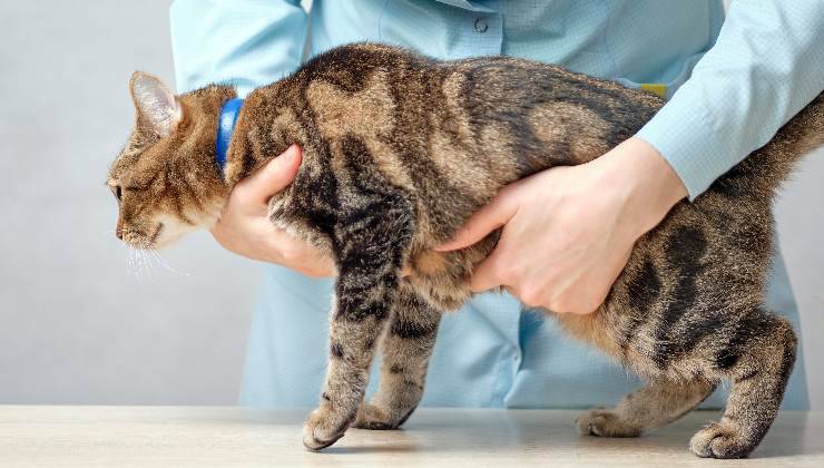 proprietario che tiene il gatto con le mani sulla pancia