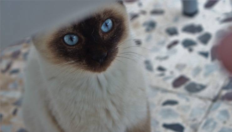 Gatto con gli occhi celesti conosce un luogo sicuro e si nasconde sotto al tavolo 