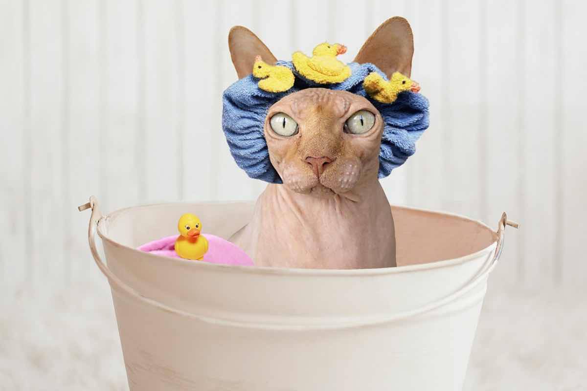 Gatto dal pelo corto con cuffia colorata prima di fare lo shampoo