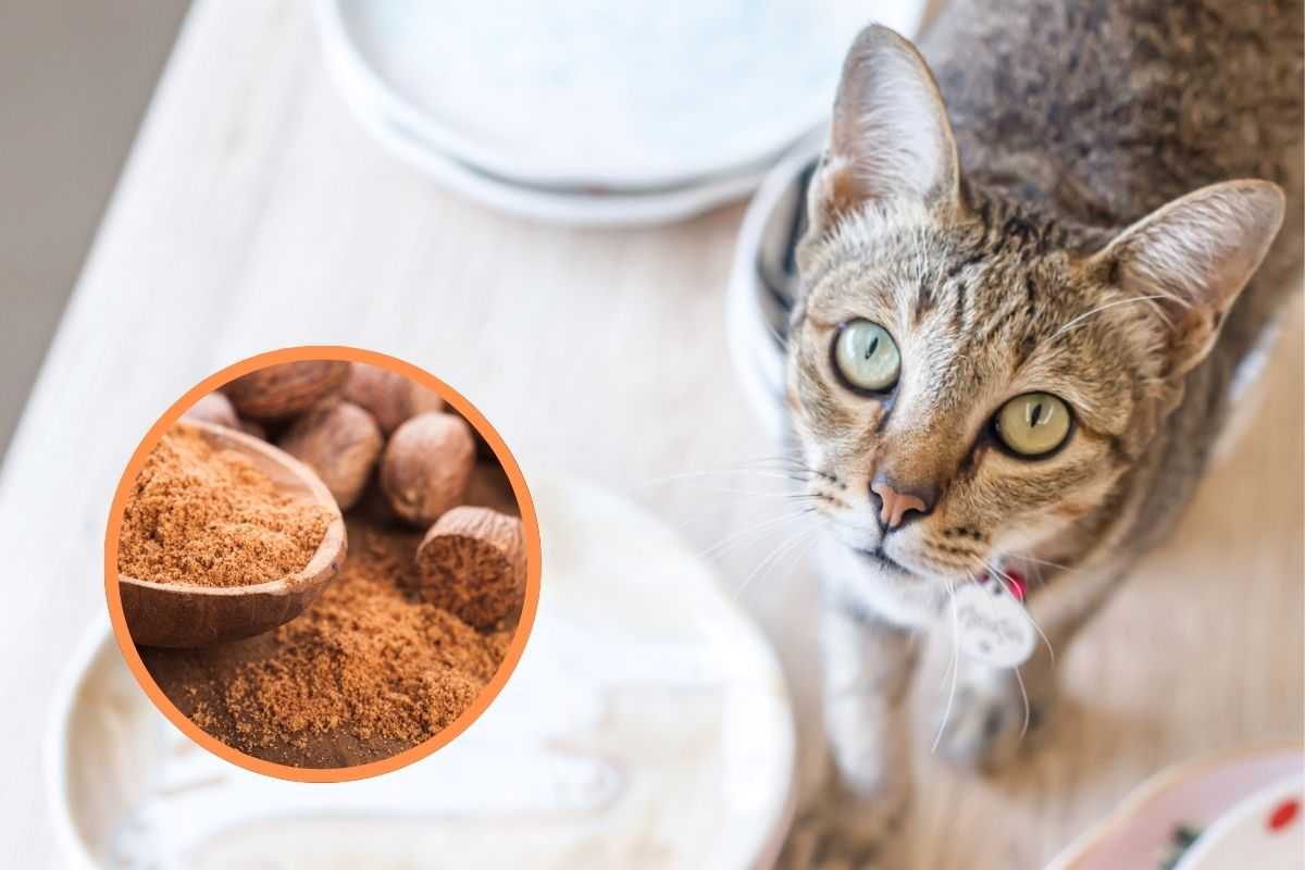 Gatto cerca di mangiare la noce moscata