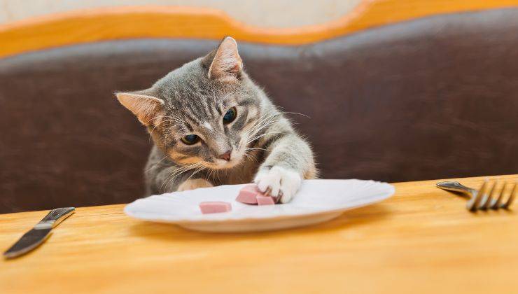 Gatto prova a prendere il cibo dal piatto con la zampa