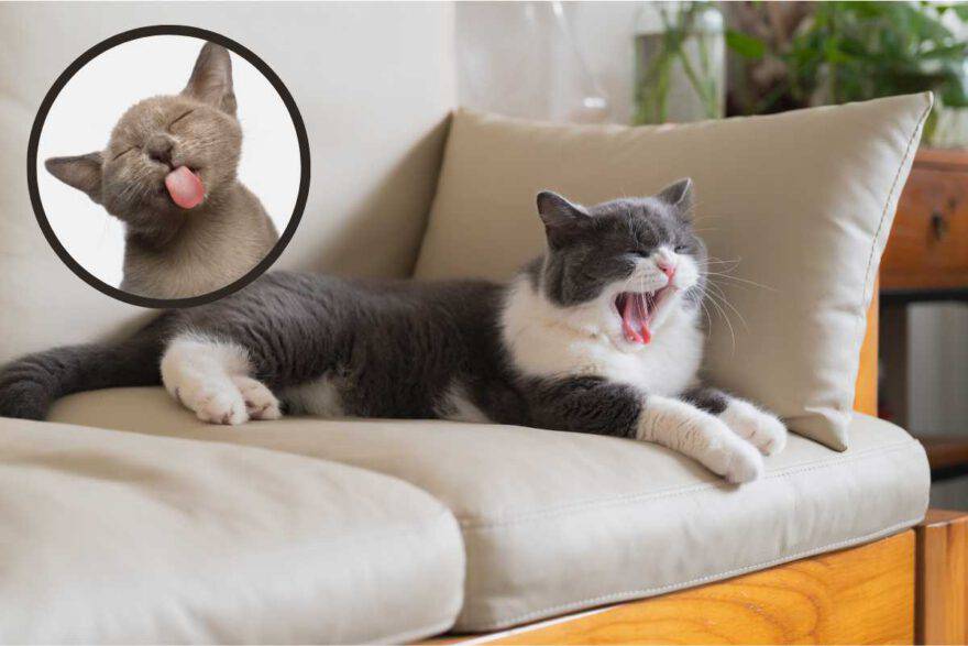 gatto su divano con lingua bianca fuori