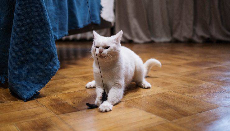 Gatto bianco ha le zampe sul suo giocattolo