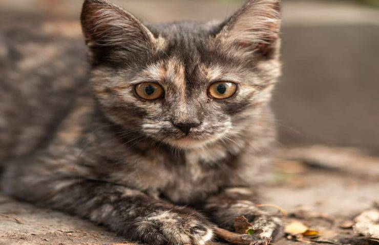 Il gatto batte i denti