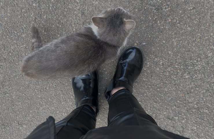 Iperattaccamento nel gatto