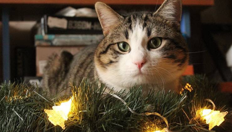 Gatto incastrato tra le luci dell'albero 