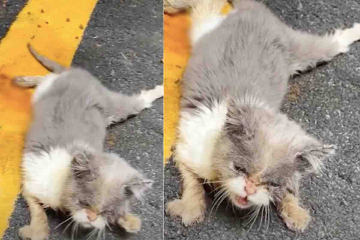 Gattino investito in strada dopo l'intervento della polizia