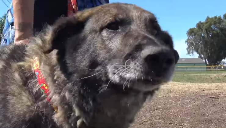 cane anziano abbandonato in un parco