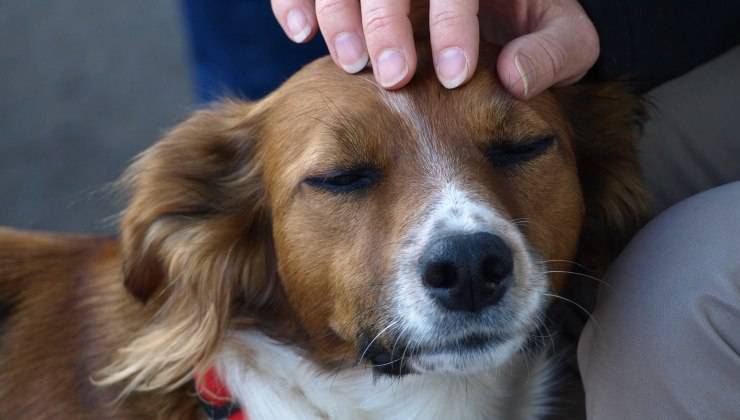 Cane bianco e marrone con occhi chiusi che riceve affetto da una persona