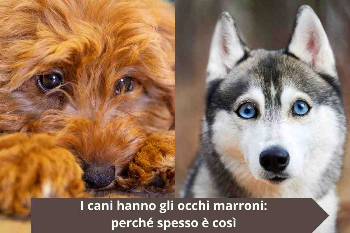 Cane con occhi scuri e cane con occhi chiari