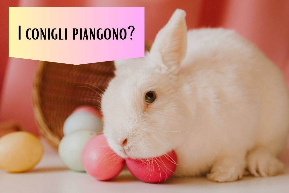 Coniglio bianco tra le uova colorate con le lacrime agli occhi