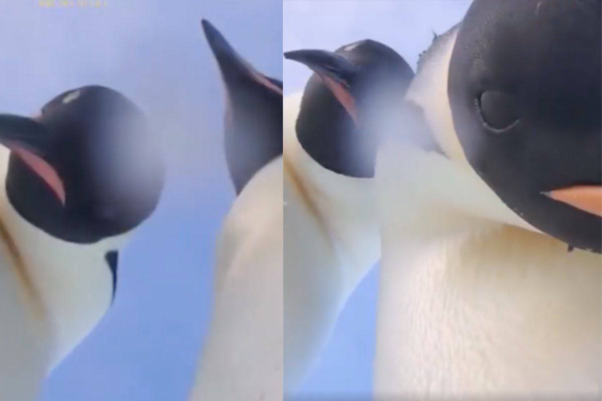 Coppia di pinguini guarda verso la telecamera