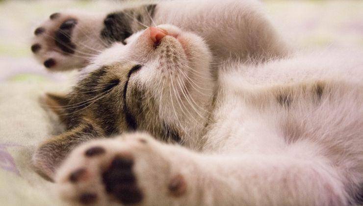 Gattino si muove nel sonno